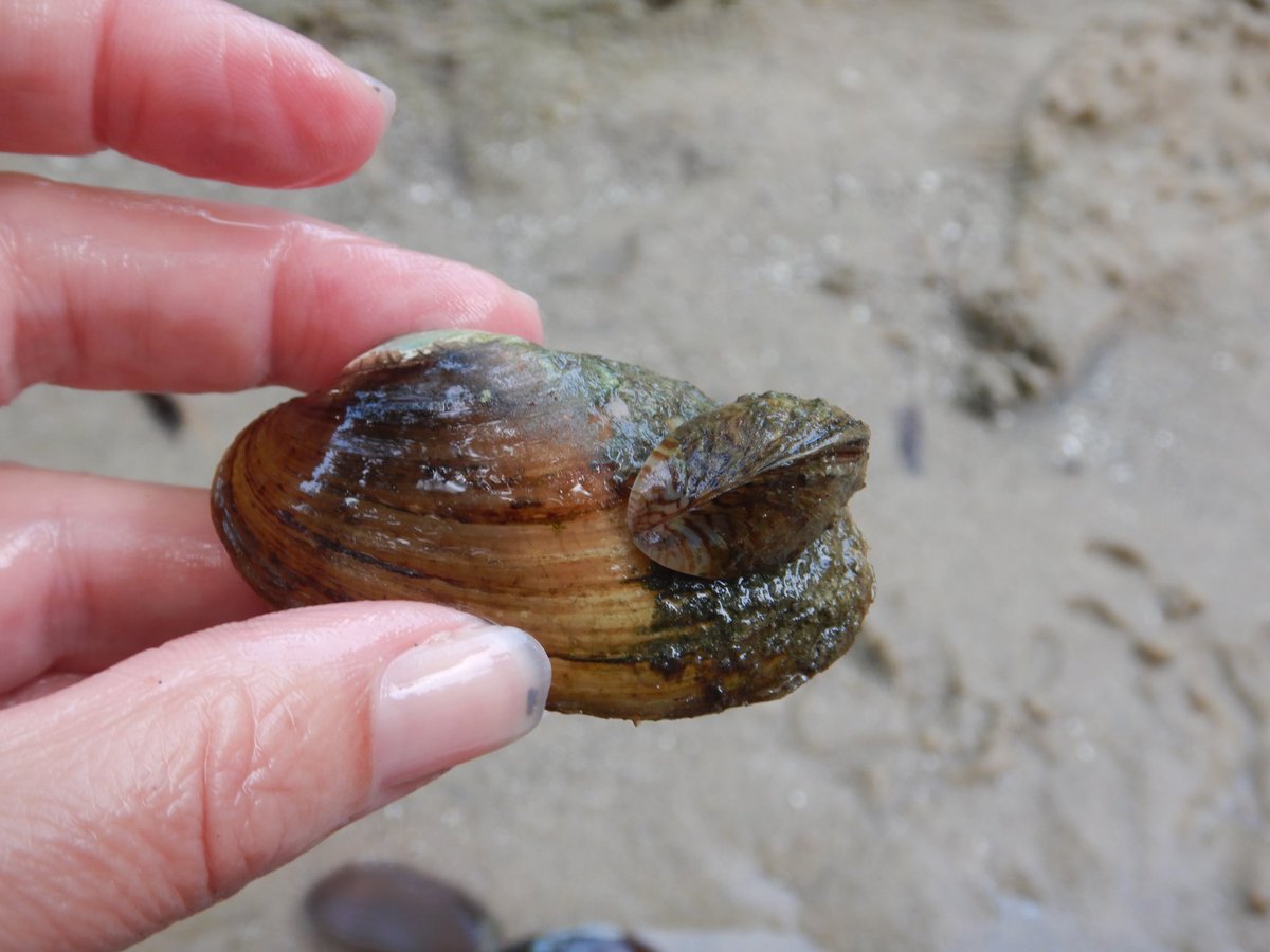 MusselLab_DW's tweet image. PhD opportunity in @MusselLab_DW and @DaveZanatta labs! Share with those that are suited for this position! #greatlakesresearch #unionids #SCUBA #LakeMichigan #tributaries #STEMresearch @FMCS_Mollusk @CIGLR_UM #AIS #Ecology