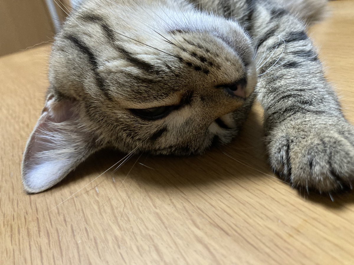 kakokako1027jun's tweet photo. よく寝てるー😴かわいいねー😇 https://t.co/KKstY9WPMY
