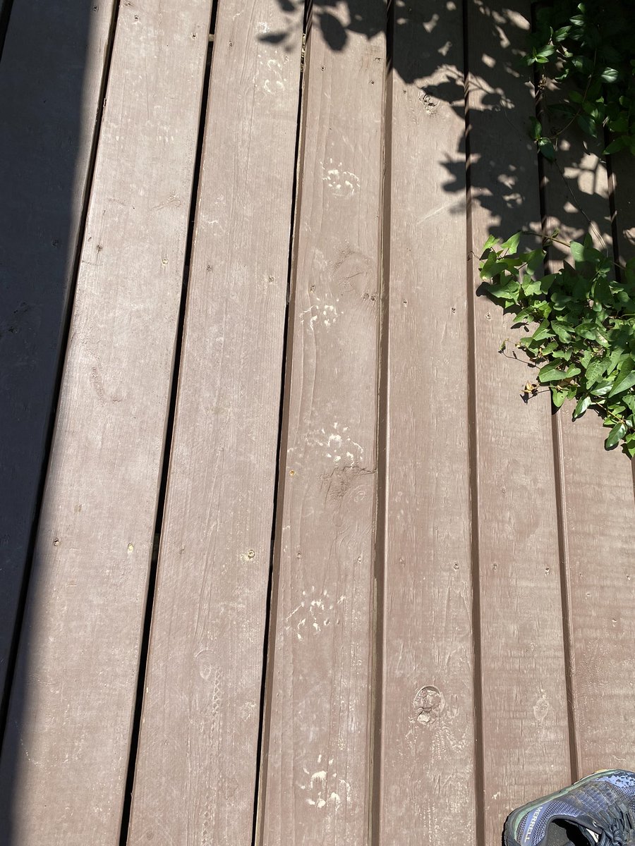 whatsthat's tweet image. Looks like I had a visitor and we missed each other. He tried the front and back doors. Was I not home? Could he not reach the doorbell? Does he lack the appropriate knuckle bones to knock? 😕