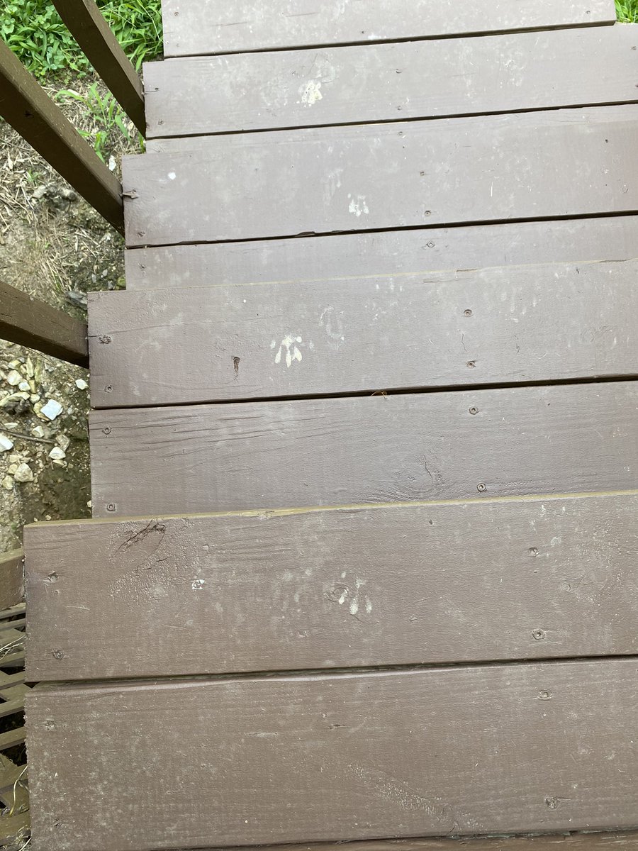 whatsthat's tweet image. Looks like I had a visitor and we missed each other. He tried the front and back doors. Was I not home? Could he not reach the doorbell? Does he lack the appropriate knuckle bones to knock? 😕