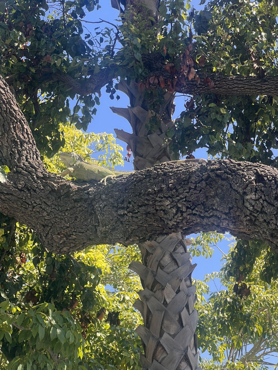 NowThatsASandra's tweet photo. Only in Santa Ana, you’ll hear a car chase down the street and a iguana cross the road…
🤣🤣🤣 lol https://t.co/ERXjorjz2B