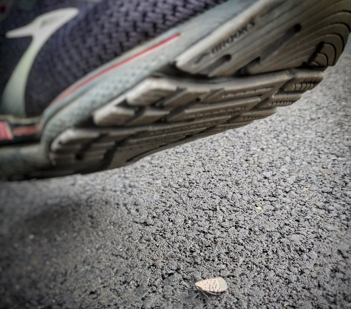CrazyYinzerLady's tweet photo. When they told us yinzers to stomp on every #lanternfly in the 'Burgh, they forgot to mention the bugs hop away at the last second! https://t.co/dvMIs3SIa1