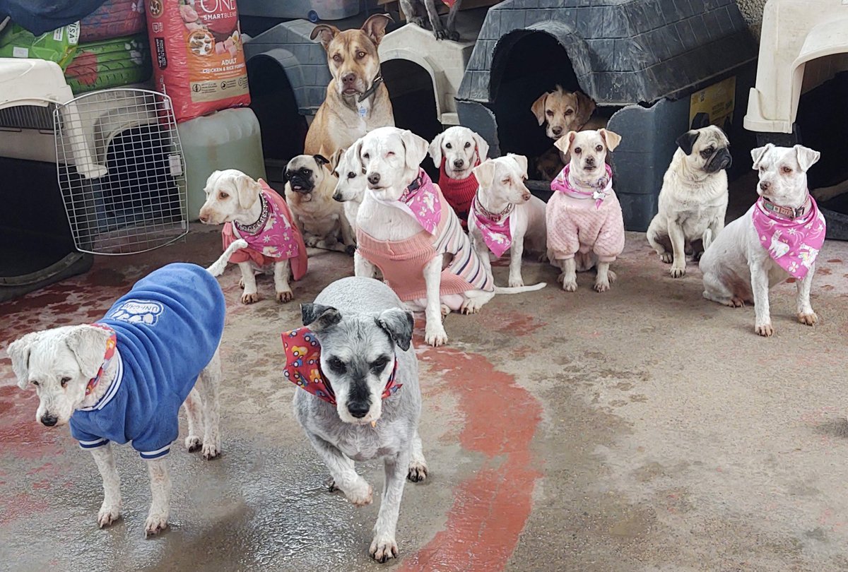 Perrosenlacalle's tweet photo. Les enviamos calorcito peludo para este día nublado. Si nos pueden enviar croquetitas se los agradecemos 🐾🙏 https://t.co/fY1PdeMqMB