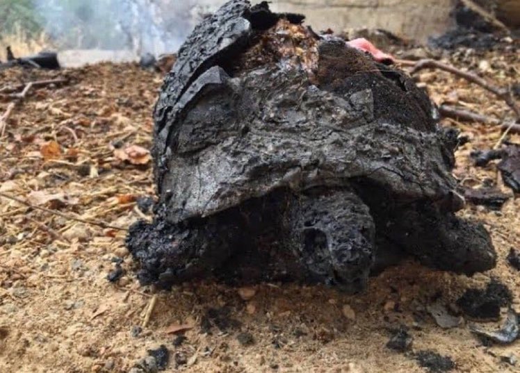 Yangınlara sebep olanlar, insanların, ordaki hayvanların, bütün ağaçların ahı tek tek çıksın sizden.