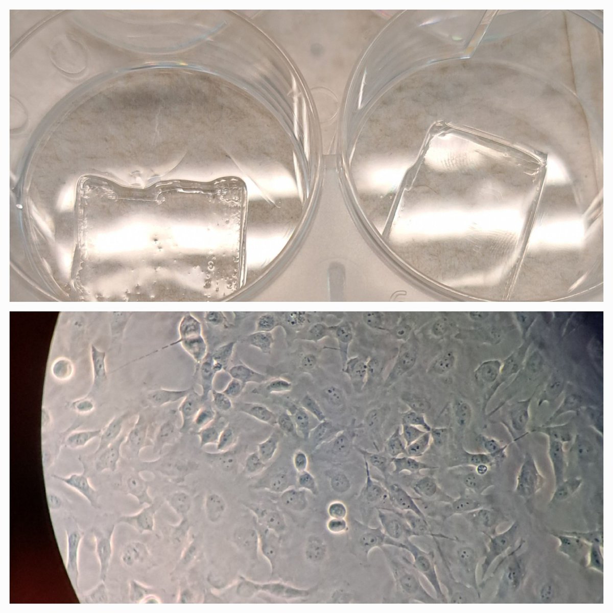 pablo_jack's tweet image. Cell expansion #exM cell in the gel.