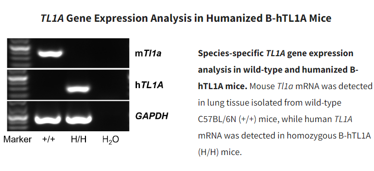 bio_mice's tweet photo. 🔍 TL1A: Key inflammation regulator. Linked to diseases like rheumatoid arthritis, IBD, psoriasis, and lupus. Discover our B-hTL1A mice: https://t.co/SDBB88jCLk
#mousemodel #inflammation #inflammatory #autoimmunedisease #immunecheckpoint #humanizedmodel #preclinicalresearch https://t.co/JCOPYfUseS