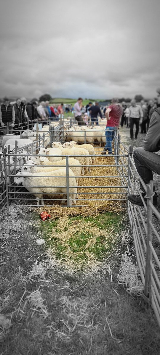 MEIRIONYDDPHOTO's tweet photo. Sioe #Meirionnydd #Merioneth Show
23/08/23
³/³ https://t.co/s2zbsumrly