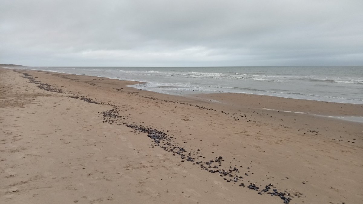 Full mussels shells as far as the eye can see, not a seabird in sight eating them but lots were on the wing.