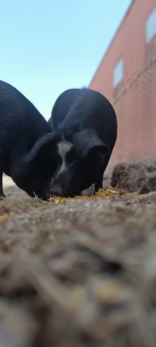 fincadonleandro's tweet photo. ¡HEMOS PODIDO SUBIR! Acompañados por los agentes de medioambiente a llevarle agua y comida, aprovechamos y les llevamos un poco de fruta para que se refrescaran🙏🏻💚🐷 https://t.co/f2ByBasjdr