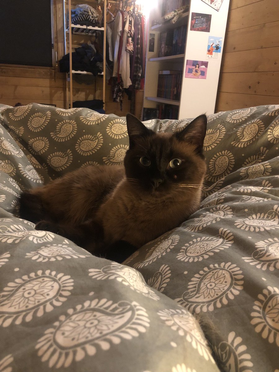JuCrou's tweet photo. @judshell @paolini This is my Arya 🥰 https://t.co/Pq4SoDtBVk