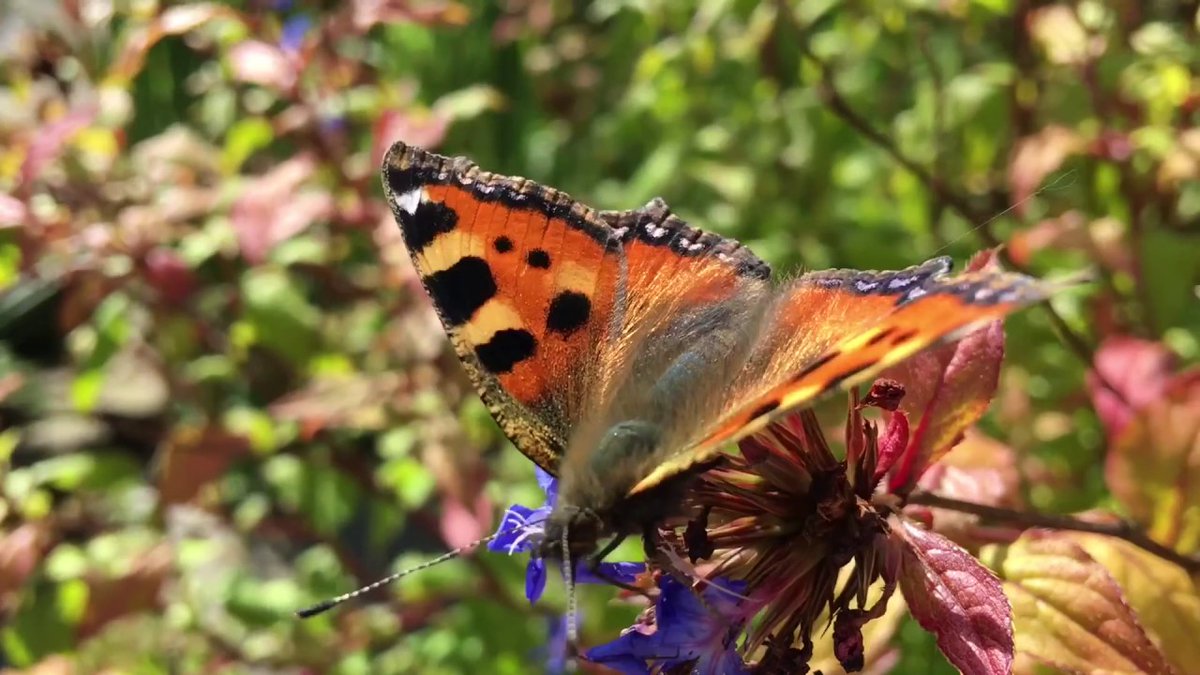 Making flower essences is what we do, but it is how we make them that is most important. 

There is a deep connection to the place and the plant that is cultivated in our process. 

Watch how we make the essences in this video. 

buff.ly/3t1meGg #bachremedies