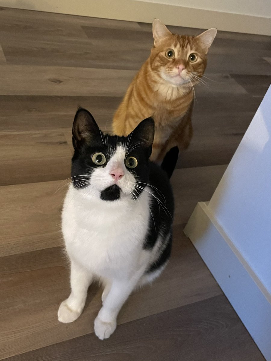 funneylizzie's tweet photo. Humanized my brothers kitty cats for his girlfriends birthday hehehe https://t.co/4HoAtggsLf