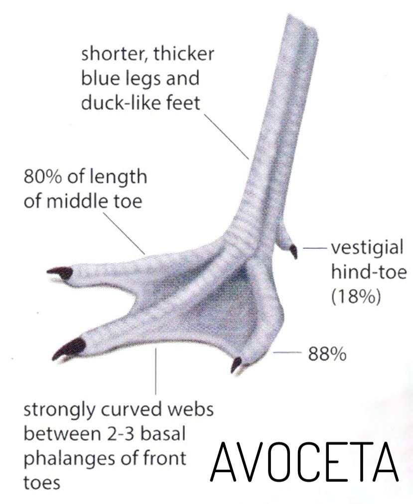 IbeNatura's tweet photo. Las #Avocetas están especialmente equipadas para nadar con sus patas completamente #palmeadas. Las #AgujaColinegra por contra poseen patas #semipalmeadas, con pequeñas membranas que les sirven para caminar sobre sustratos blandos sin hundirse, como raquetas de nieve #limicolas https://t.co/edPTJx5XTY