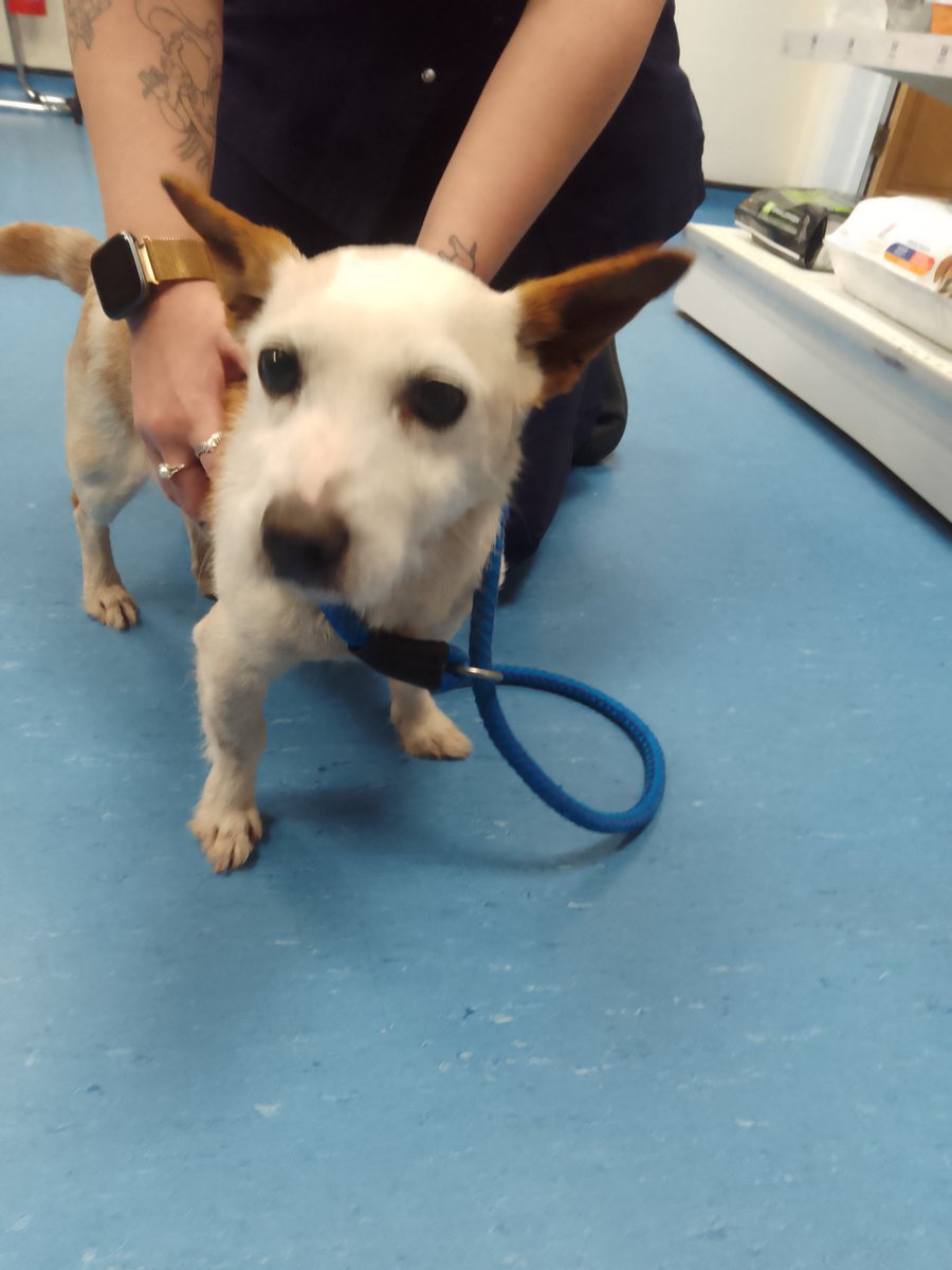 Please retweet to HELP FIND THE OWNER OF THIS STRAY DOG FOUND #SHEPPERTON #SURREY #UK   

Female Jack Russell found 21 August, no chip. Now in a council pound, she could be missing from another region.  Please share widely 🌟

DETAILS 👇
lostdogsuk.co.uk/lost-dogs/ 
#dogs #Missing