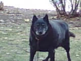 LindaSc60490794's tweet photo. @jsopercook 16 years ago.  My Beau...my goodest boy ever.  #RIP #otrb #rescue #labchow https://t.co/hX3IDPL5N0