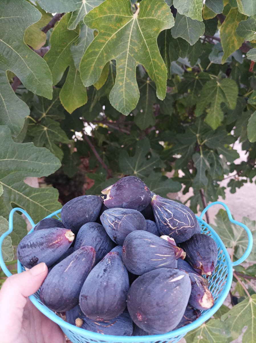 vanesseta75's tweet photo. Figues!!
Dissabte tots al FIGA♥️!!
@GataFanClub https://t.co/nNPQB9qsZm