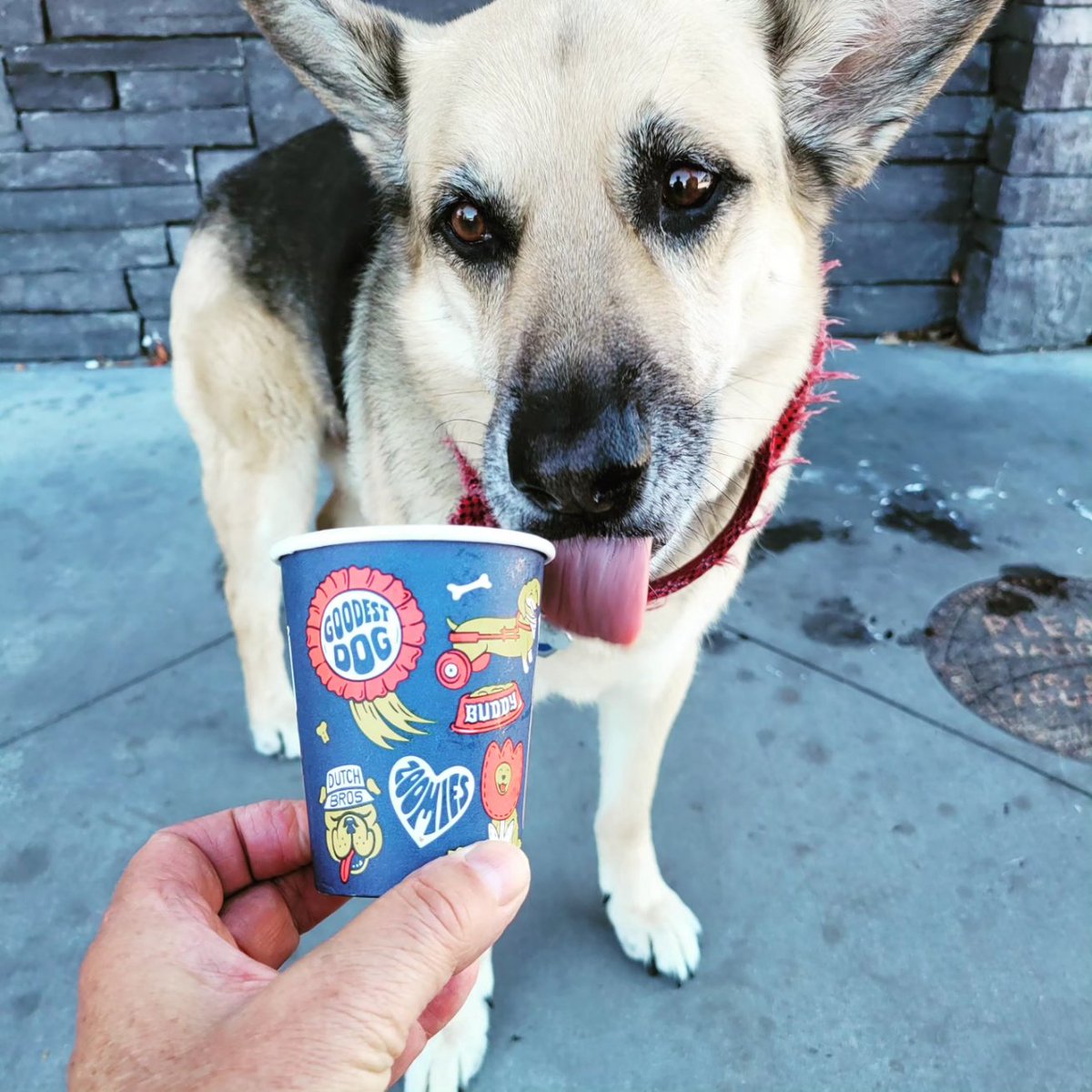Montana enjoys his favorite puppachino  @DutchBros  in NEW pupcup cup! #pupcup #puppachino #dutchbrothers #bestcoffee #german_shepherd #dogslife #californiadog #bestdayever #coffeelover #Puppynet #California #TrendingNow