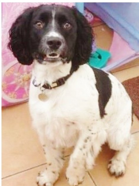 ARCHIE #SpanielHour
Male #EnglishSpringerSpaniel Neutered Adult Black/White half docked tail Tagged Microchipped

#Missing 22 Oct 2014 Wards Lane #Mossley #Congleton CW12
Archie was 2 Yo when went missing from minders owners were on holiday

doglost.co.uk/dog-blog.php?d…