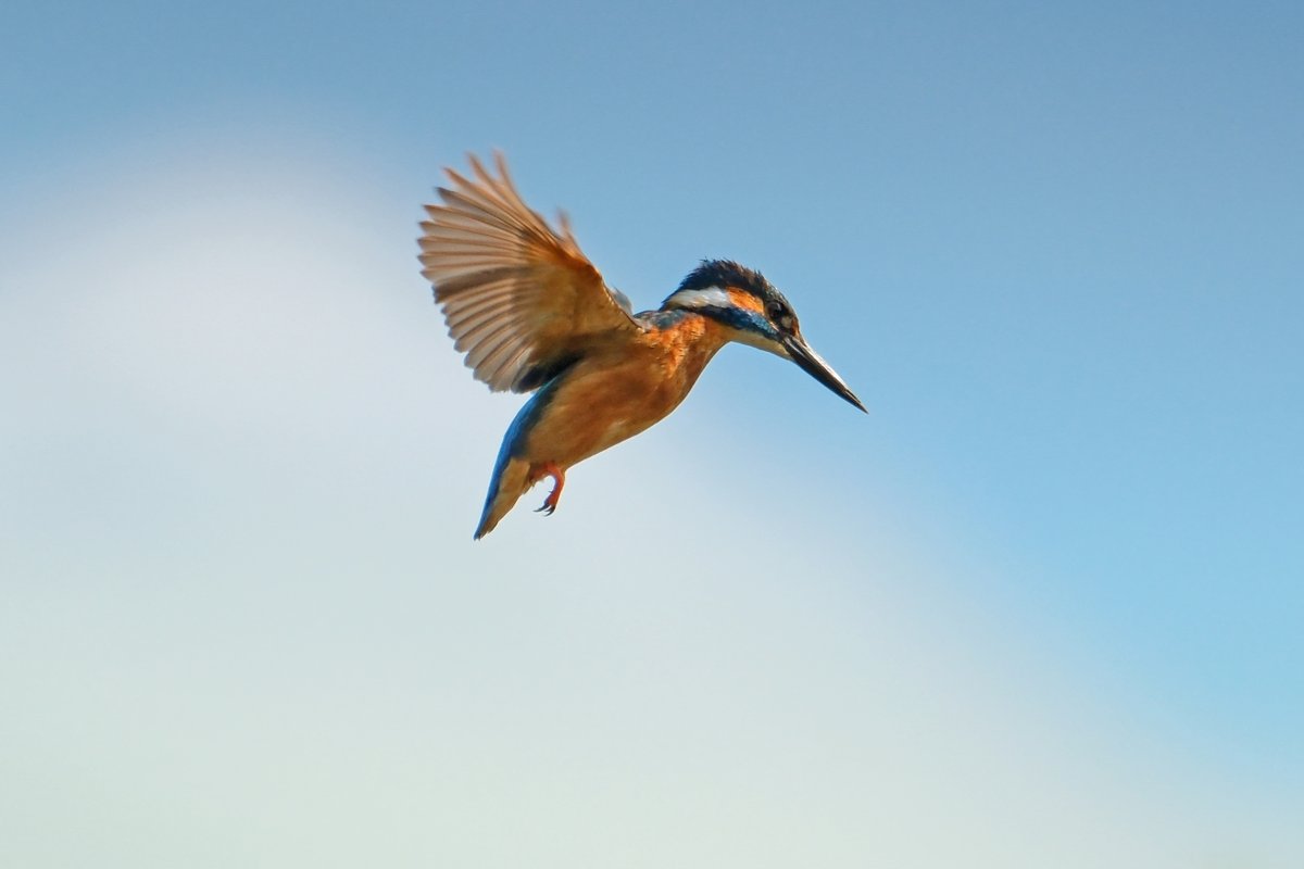 filbertmark's tweet image. Kingfisher in angel pose! Leicestershire 23/08/2023. @LeicsWildlife @Natures_Voice @RSPBEngland #LROS #appicoftheweek