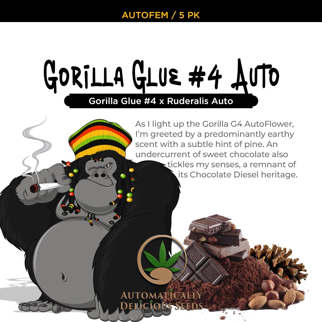 AutoDelish's tweet image. Gorilla Glue #4 auto strain has garnered a reputation for potency and steadfast effects. It's something you truly have to experience yourself: bit.ly/auto-delish-se…

#Cannabis #CannabisCommunity #cannabislife #420friendly #cannabisgrowers #seedsherenow #autodelish