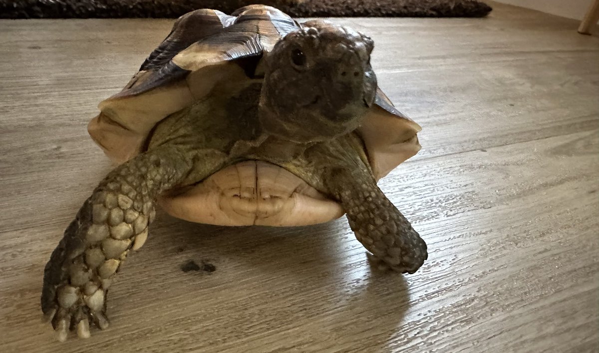 bbrennan83's tweet image. @MadonnaLiv any idea how to discipline a tortoise 🐢 😂😂😂 somebody keeps trying to bite our toes #naughtystep