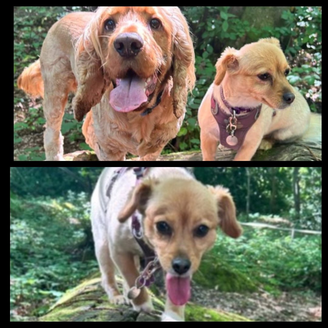 Amy here. I got to see Bobby again. Haven't seen him for ages. I didn't know what to say  to him. I went all shy 💜💜💜