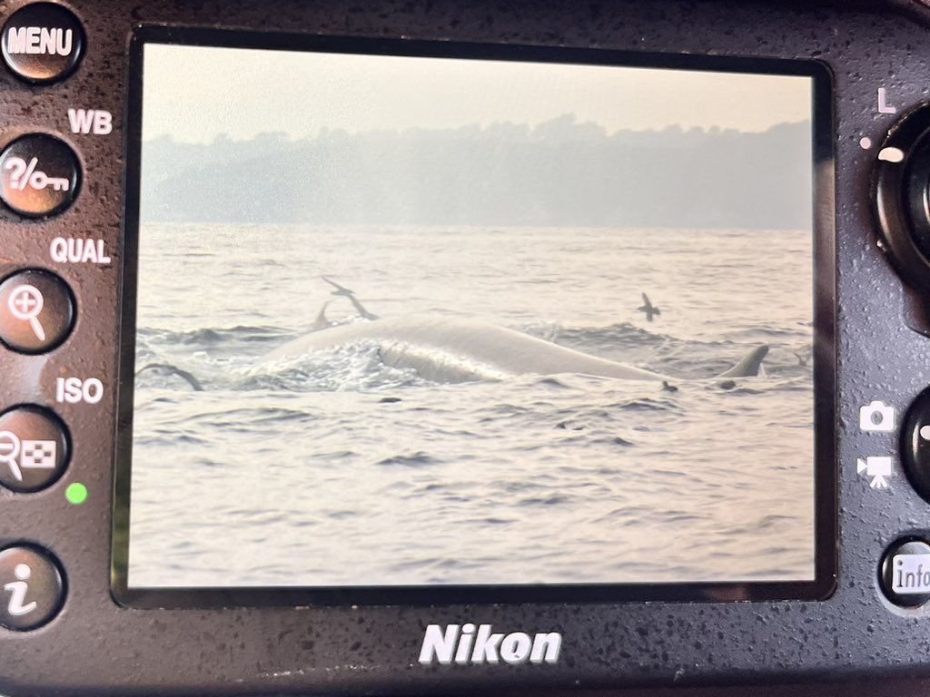 Christy T. Judd (She/Her) tweet media