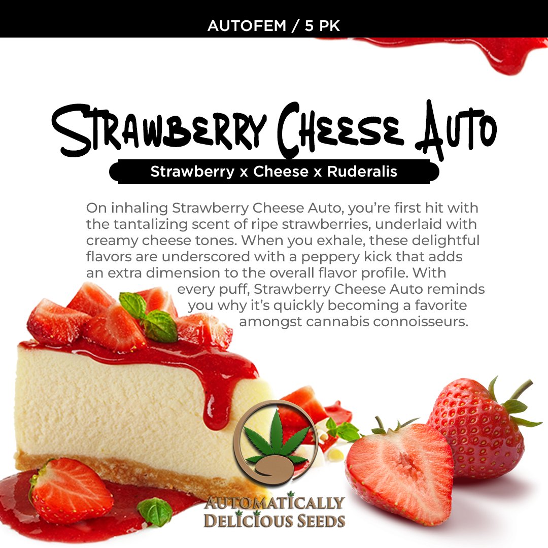 AutoDelish's tweet image. The lineage combines the fruity charm of Strawberry, the potent punch of Cheese, and the adaptive resilience of Ruderalis to create a cannabis experience like no other: bit.ly/auto-delish-se…

#Cannabis #CannabisCommunity #cannabislife #cannabisgrowers #seedsherenow #autodelish