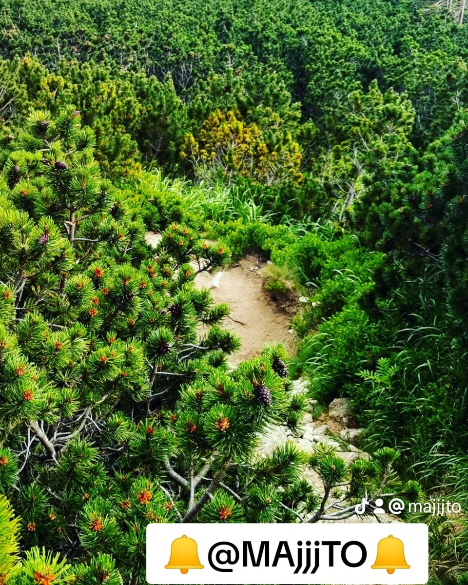 Majjto's tweet photo. Slovak Nature by 🔔@MAjjjTO🔔

#tatry #majjjto #hiking #nature #forest #snow #mountain #slovak #sports #Health #gym #Live #life #lifestyle #success #Motivation #Motivated #motivational #live #news #today #live #asventure #advantures #walk #walking #nature #NationalPark #Europe https://t.co/esDiM5hKju