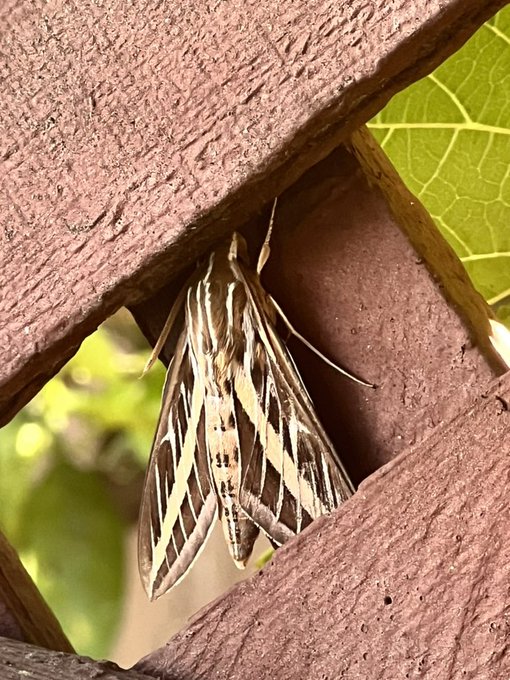 Look at this cool moth! Nature is amazing. https://t.co/4aTzi25Klw