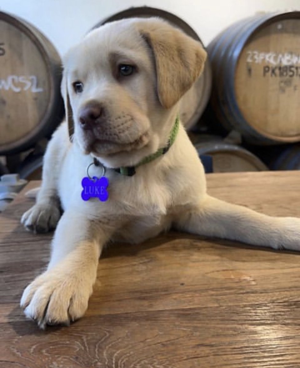 HawkesBay_Wine's tweet photo. Meet Luke, the latest team member at Pask Wines 🍇 🐾
#HawkesBayWine #HBWine #WineDogs
📷 Pask Wines https://t.co/pqlm3CYCEg