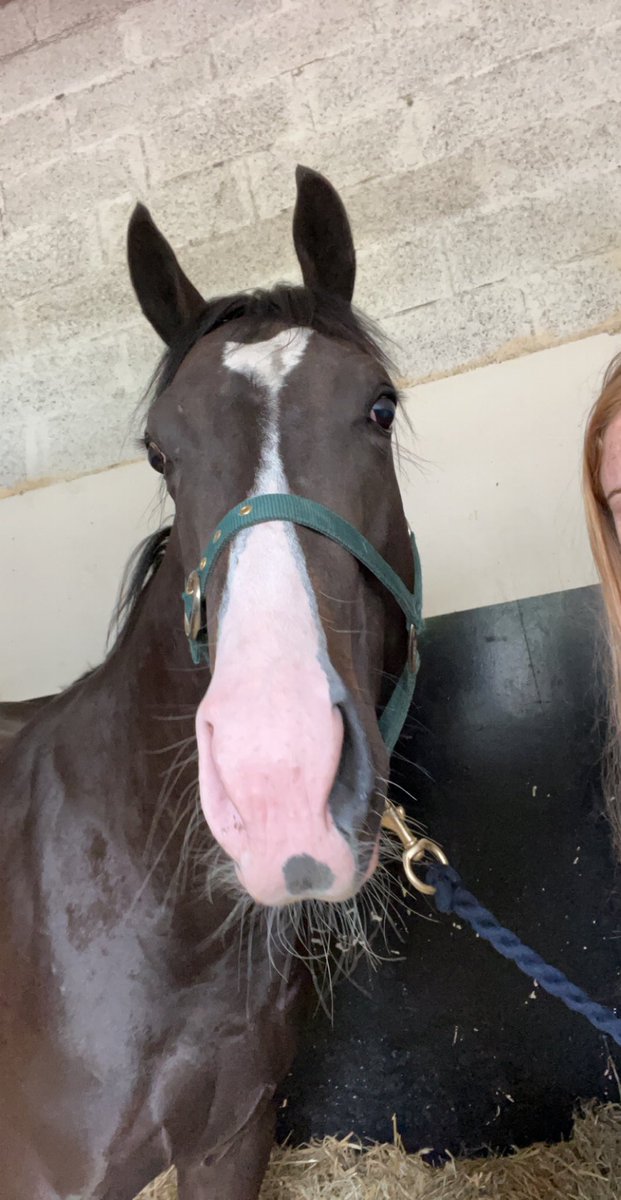 ANBloodstock's tweet photo. ✨Boccaccio Boy✨(@Mantonstallions Aclaim) wins eased down at Kincsem Park🇭🇺 Sold by us @InfoArqana Summer @BrzUps Sale for Ballyshannon Stud. Well done to all connections👏🏼 https://t.co/ZmziHUOfwm