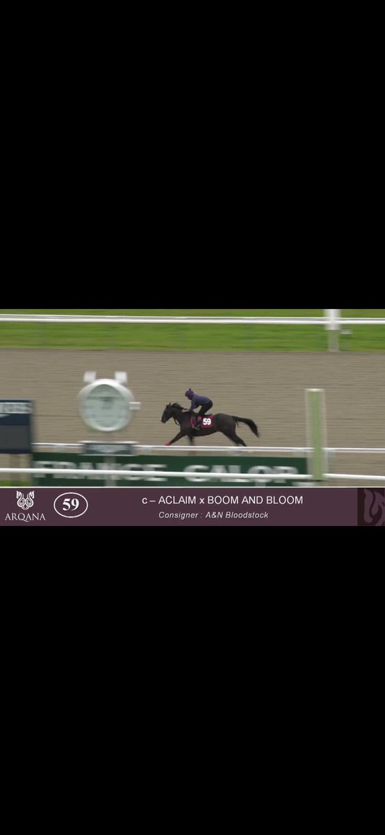 ANBloodstock's tweet photo. ✨Boccaccio Boy✨(@Mantonstallions Aclaim) wins eased down at Kincsem Park🇭🇺 Sold by us @InfoArqana Summer @BrzUps Sale for Ballyshannon Stud. Well done to all connections👏🏼 https://t.co/ZmziHUOfwm