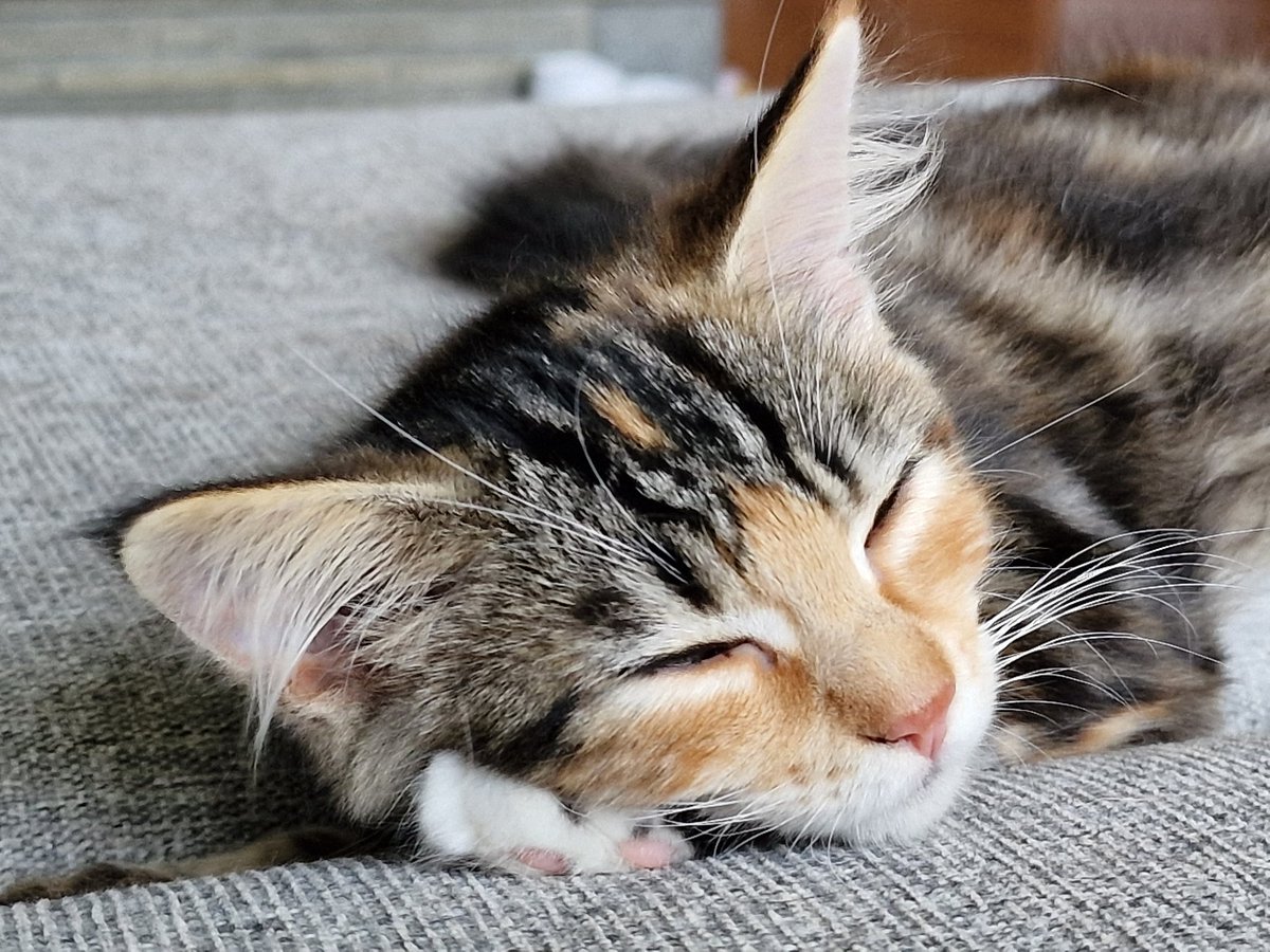 Resting with Dad, celebrating that he, Mum og Brother rescued us. 💖