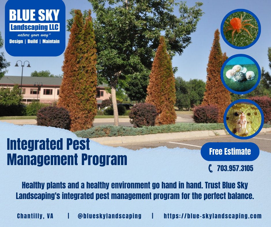 BlueSkyLScaping's tweet photo. Don't let pests and diseases destroy your beautiful landscape. Blue Sky Landscaping's IPM Program offers effective solutions to keep your trees and shrubs healthy and thriving.
https://t.co/jArE8EK6zB
#Pestcontrol #LandscapeSolutions #HealthyTrees #HealthyShrub #lawncare https://t.co/MXhUTj1VWu