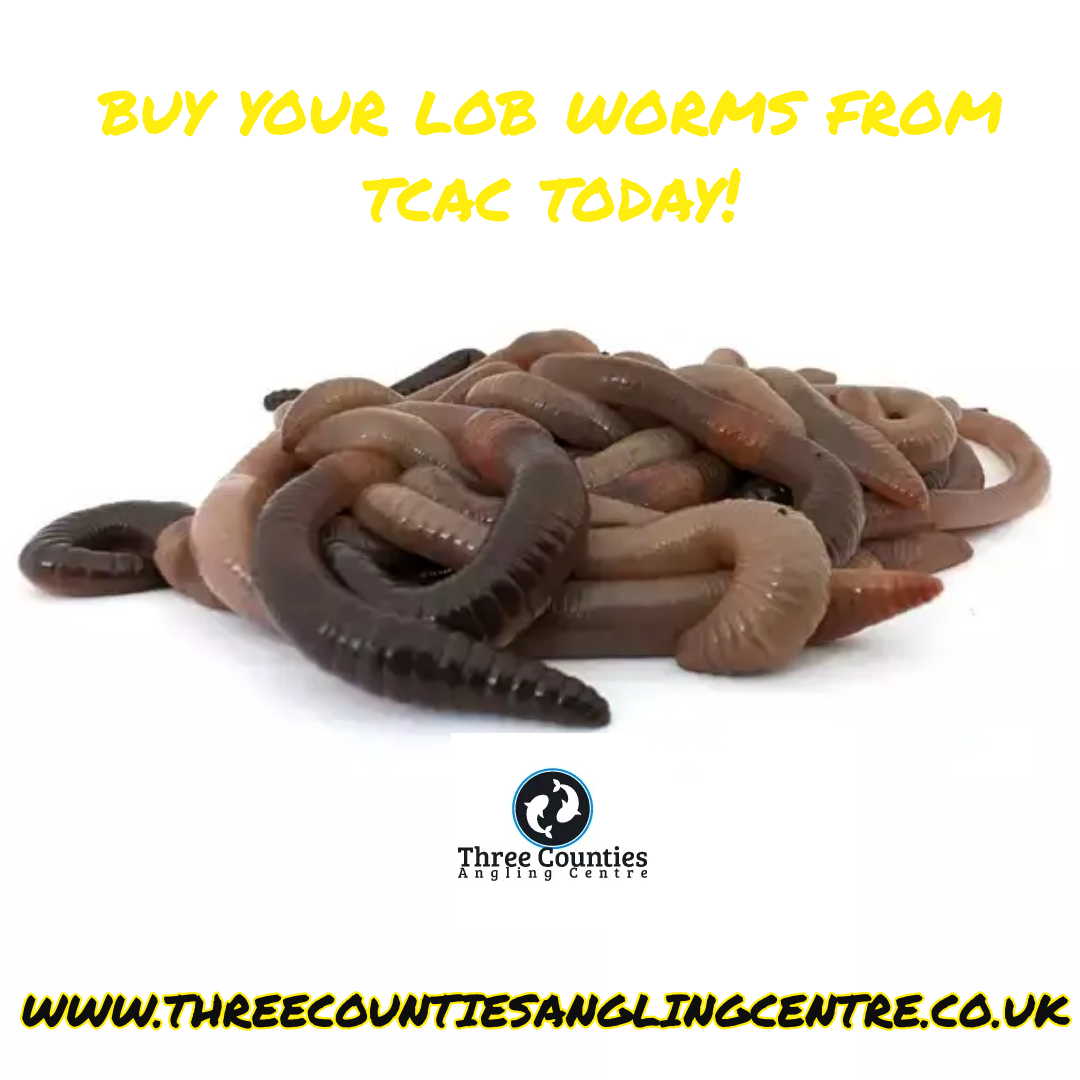 3CountiesAC's tweet photo. Purchase your lob worms from Three Counties Angling Centre today, 22-25apprx for only £6.29.

#LiveBait #Worms #Bait #Carp #Fishing #Tackle https://t.co/rgCG4Hs5jb