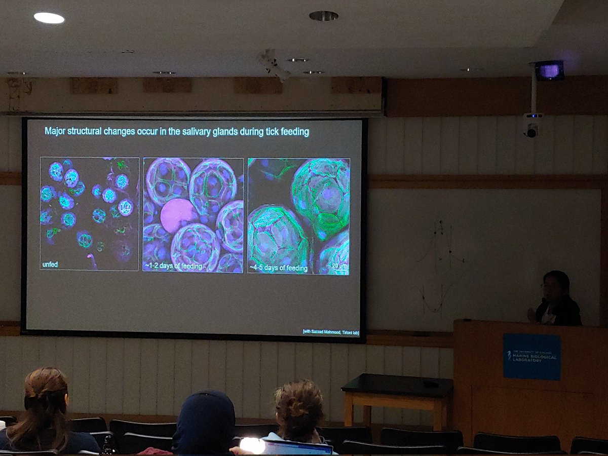 Alison North (@alisonjnorth) on Twitter photo Some fabulous new lectures at #OMIBS2023 <a href="/MBLScience/">Marine Biological Laboratory (MBL)</a> this year... Jacqueline Leung from the Rocky Mountain Labs gave a fab lecture about spatial omics and showed these exquisite images of ticks from Sazzad Mahmood. Sazzad, time to enter - and win? - some imaging competitions! Some fabulous new lectures at #OMIBS2023 <a href="/MBLScience/">Marine Biological Laboratory (MBL)</a> this year... Jacqueline Leung from the Rocky Mountain Labs gave a fab lecture about spatial omics and showed these exquisite images of ticks from Sazzad Mahmood. Sazzad, time to enter - and win? - some imaging competitions!