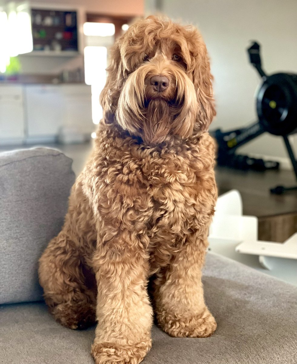 Centorio_'s tweet photo. This is my dog Zelda. She’s my walking buddy. 

She keeps me active and moving. And she’s super fluffy!

I love Zelda!

Do you have a walking buddy?  Share pics! I wanna see. https://t.co/ICxXm4ZYVt