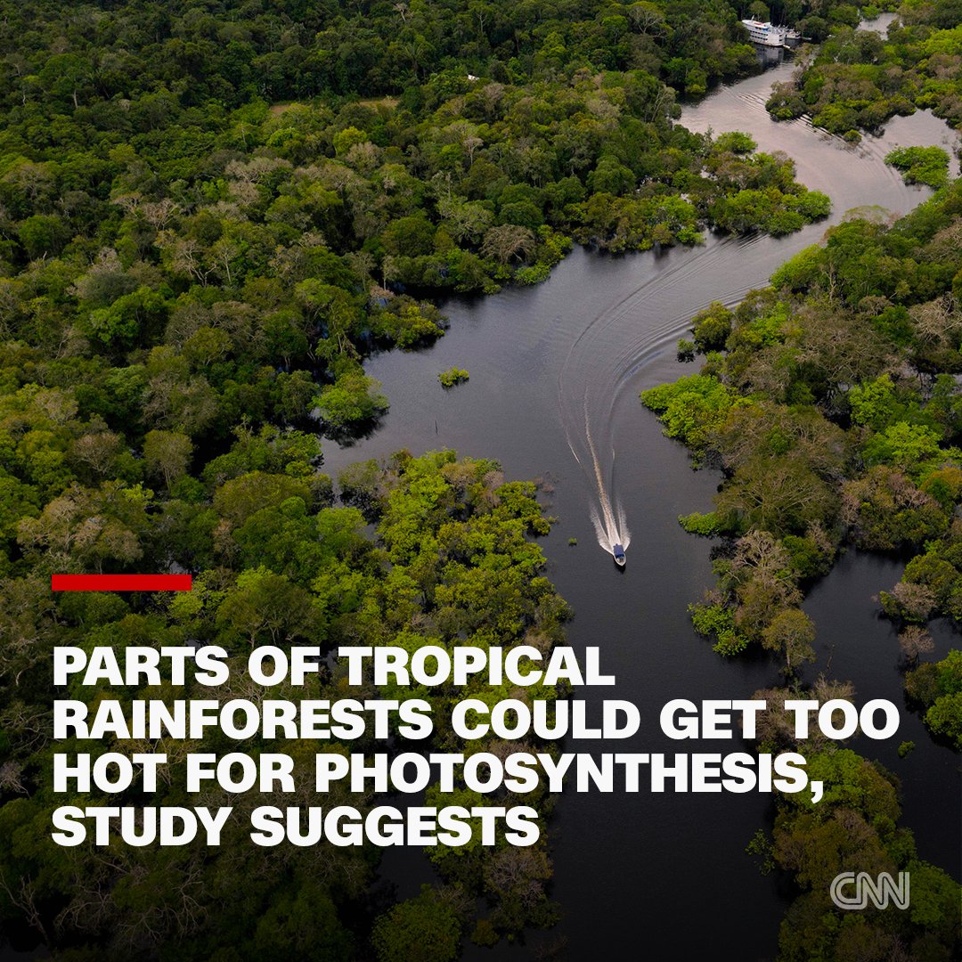 Some leaves in tropical forests may be getting too hot for photosynthesis