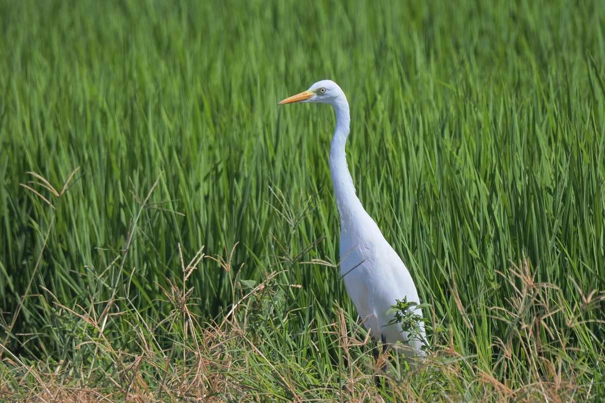 wb_wings's tweet photo. 中鷺
#チュウサギ #IntermediateEgret
#wildbird #birdwatching #birdphotography #birdtwitter
#野鳥 #野鳥写真 #栃木県小山市 https://t.co/W7OPH82TOv