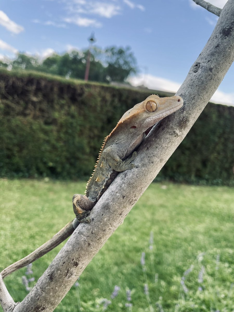 GroszSeb's tweet photo. Arcko 🧡🤎
#Gecko https://t.co/Zp0lZz0Fb0
