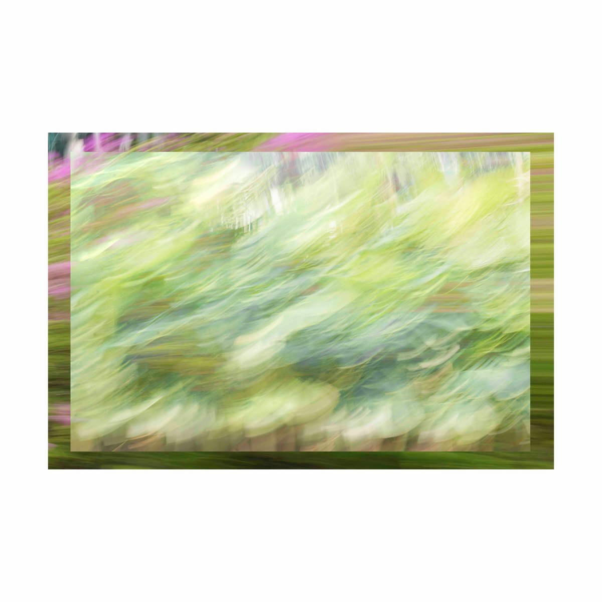 yayaphan's tweet photo. When I chanced upon a captivating scene while passing by the ::Bougenville:: at Bunderan HI. I photograph this plant with the essence of spontaneity using a slow shutter speed, resulting in ethereal shapes and an enchanting blend of colors merging seamlessly together. https://t.co/cXeL1AvQb1