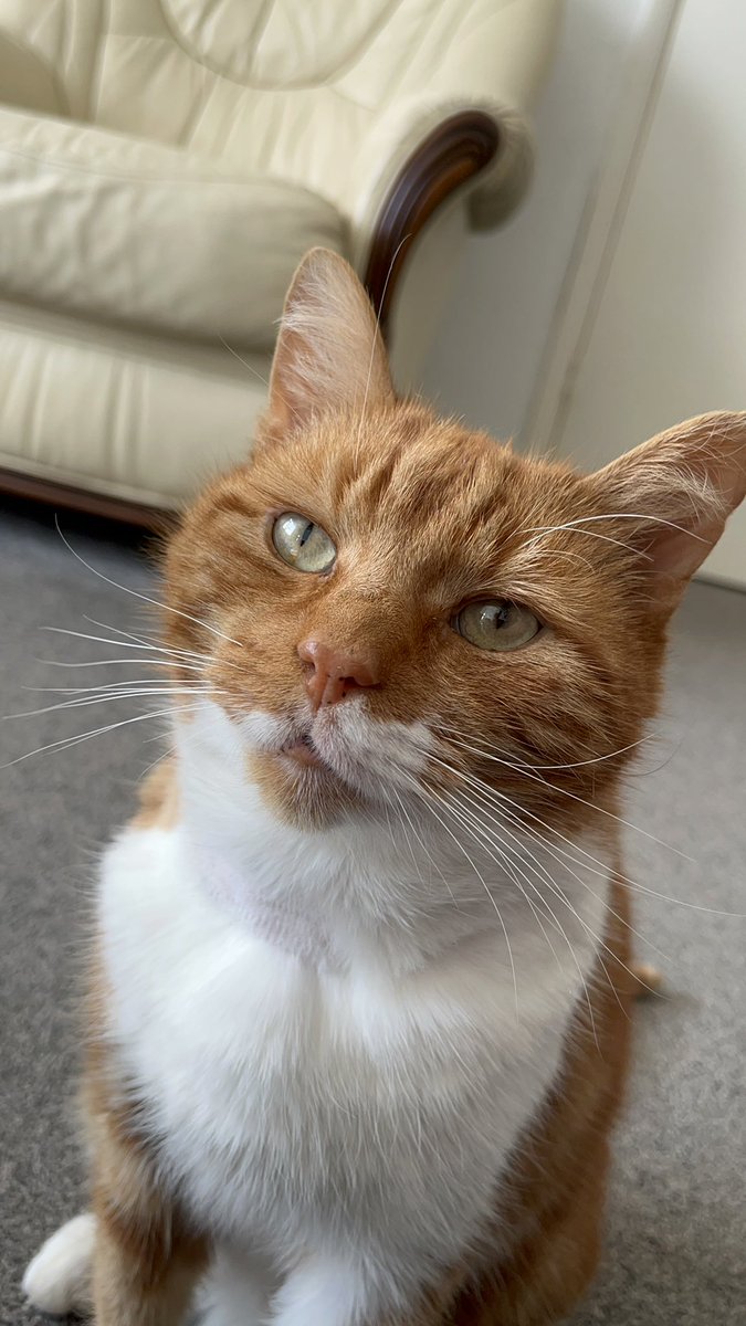 the ginger tom tweet media
