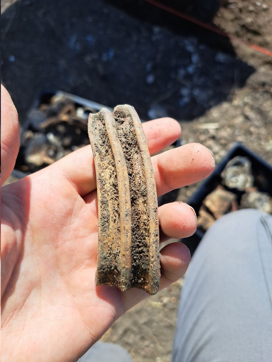 kentarchaeolog1's tweet photo. Some excellent #Roman archaeology from the site Studying History & Archaeology in Lympne are investigating with assistance from KAS. #Archaeology #smallfinds #zooarchaeology https://t.co/17TDingyt6