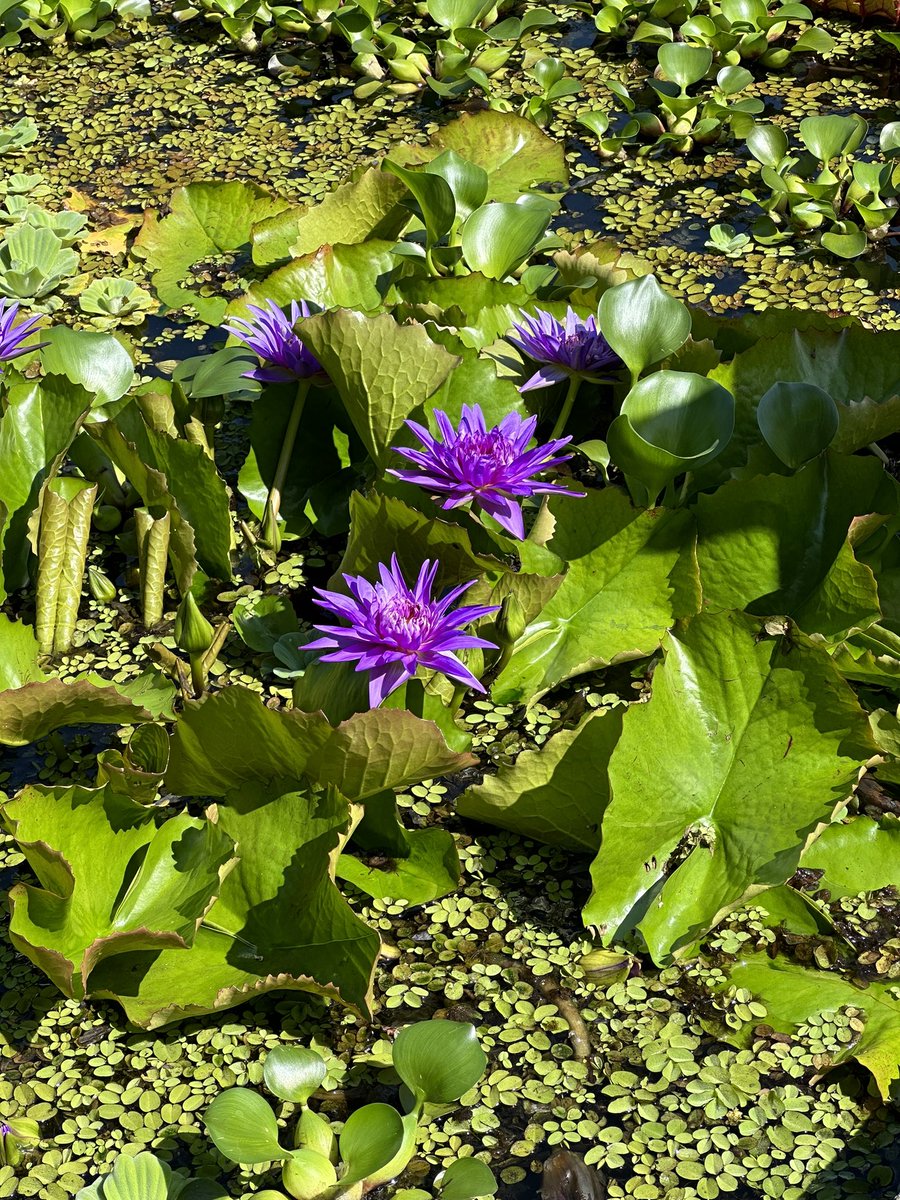 Shot by Iphone 14 Pro Max
#Apple #Iphone14ProMax #shotoniphone