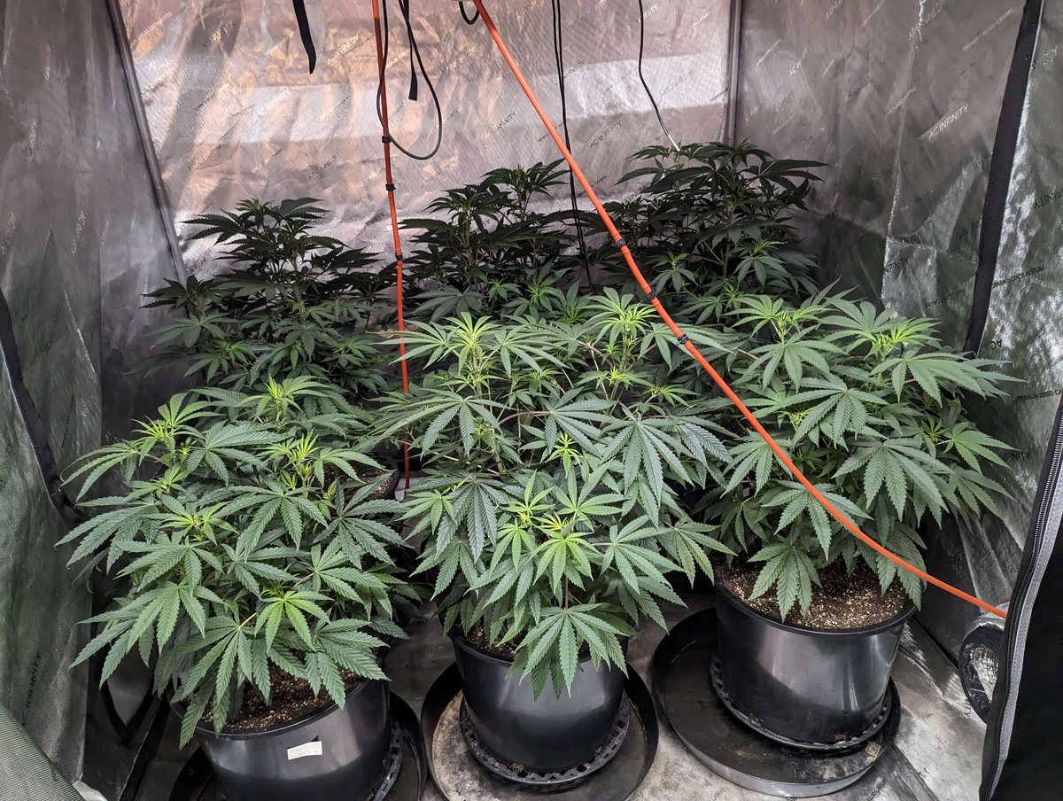 Today we look at the early stages of flower in Discord member Nope's bloom tent, the front line is some hearty FOMO plants that are ready to take off &amp;  double in size soon
Want us to feature your grow? Share it with us on discord 👉Link in bio

#CannaFam #JGYO #MMJ #Grow #Garden