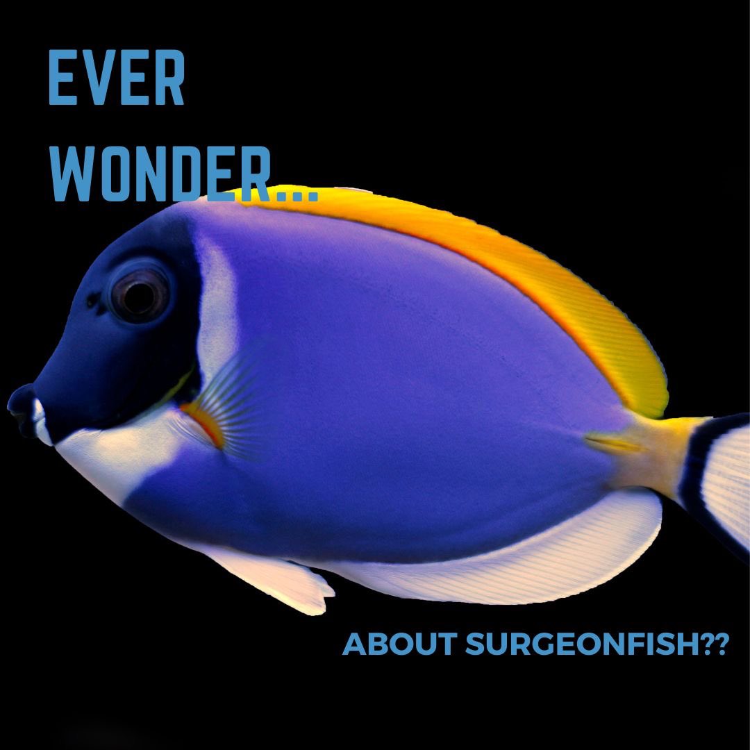 Blue Scholars Initiative tweet media