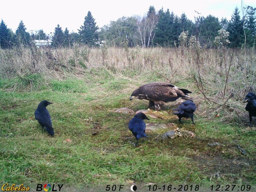 offal_watch's tweet photo. Happy #wildlifeWednesday with animals who dine with their interspecific "friends!" We wish we knew the topic of dinner conversations here😁

#offal #offal_watch #citizenscience #cameratrap #Zooniverse #mnenrtf #mnextension #browningtrailcams https://t.co/tnrsup6ICN