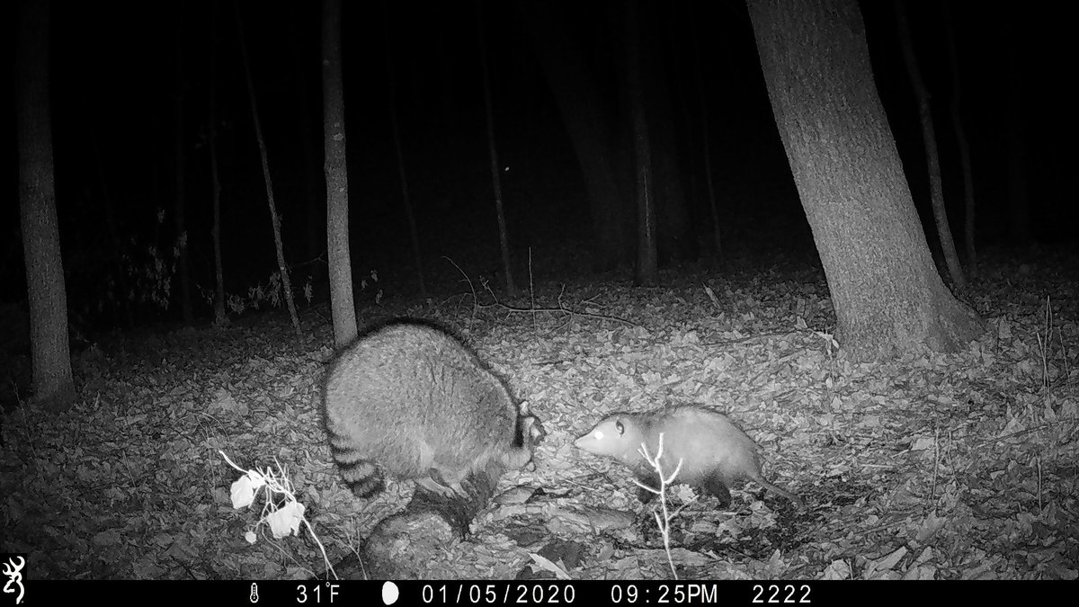 offal_watch's tweet photo. Happy #wildlifeWednesday with animals who dine with their interspecific "friends!" We wish we knew the topic of dinner conversations here😁

#offal #offal_watch #citizenscience #cameratrap #Zooniverse #mnenrtf #mnextension #browningtrailcams https://t.co/tnrsup6ICN