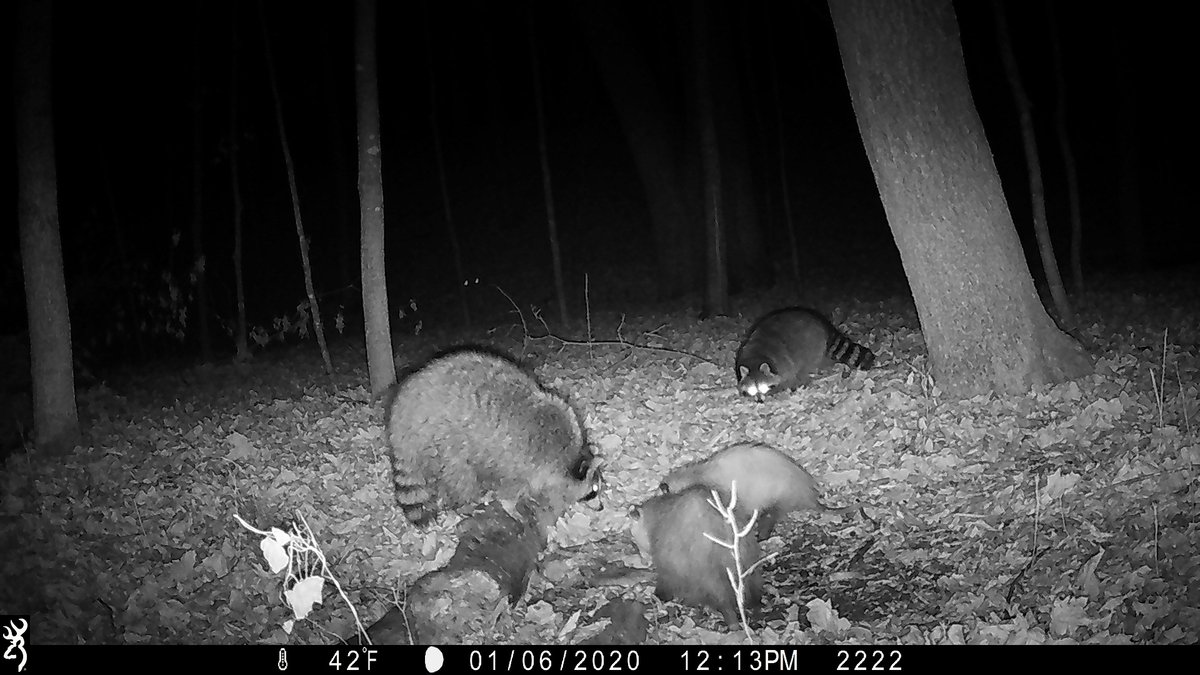 Offal Wildlife Watching (what's eating your guts?) (@offal_watch) on Twitter photo Happy #wildlifeWednesday with animals who dine with their interspecific "friends!" We wish we knew the topic of dinner conversations here😁
#offal #offal_watch #citizenscience #cameratrap #Zooniverse #mnenrtf #mnextension #browningtrailcams Happy #wildlifeWednesday with animals who dine with their interspecific "friends!" We wish we knew the topic of dinner conversations here😁
#offal #offal_watch #citizenscience #cameratrap #Zooniverse #mnenrtf #mnextension #browningtrailcams